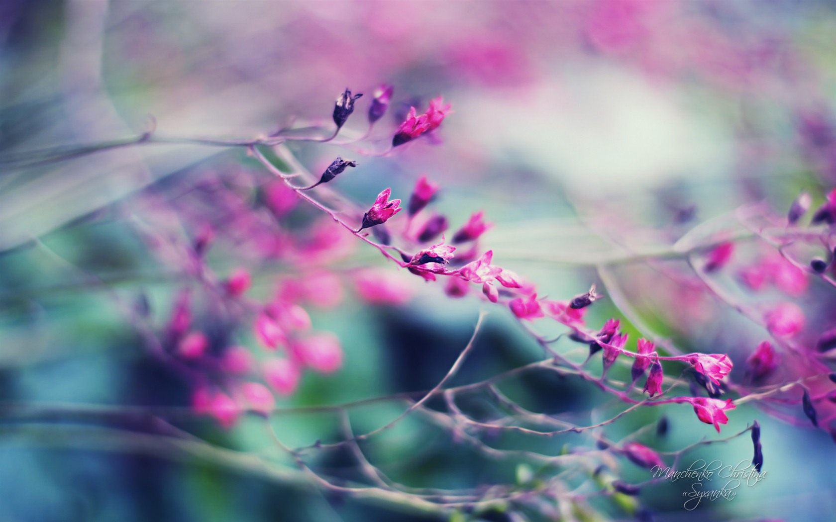 Windows 7 壁紙：夢幻花園 #4 - 1680x1050