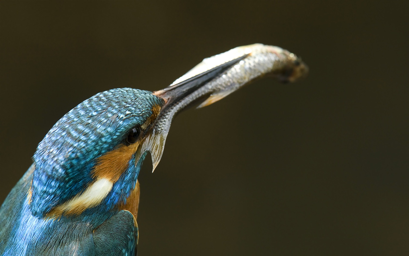 Windows 7 Wallpapers: Beautiful Birds #2 - 1680x1050