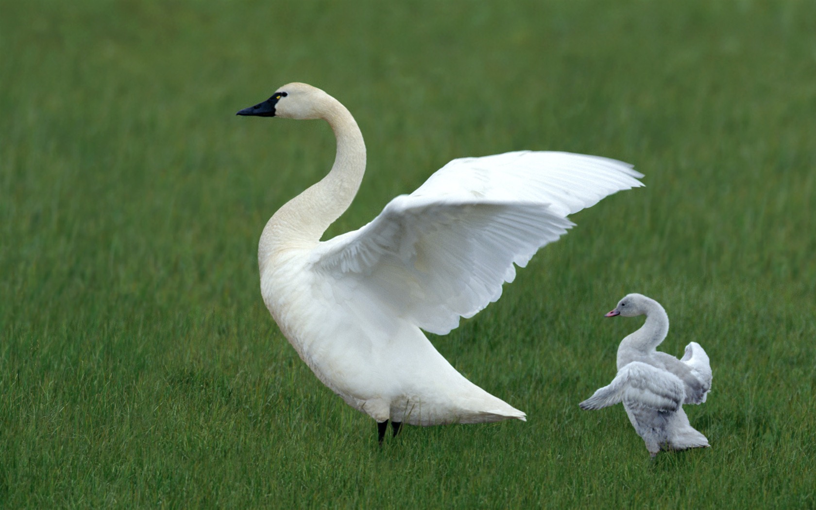 Windows 7 Wallpapers: Beautiful Birds #8 - 1680x1050