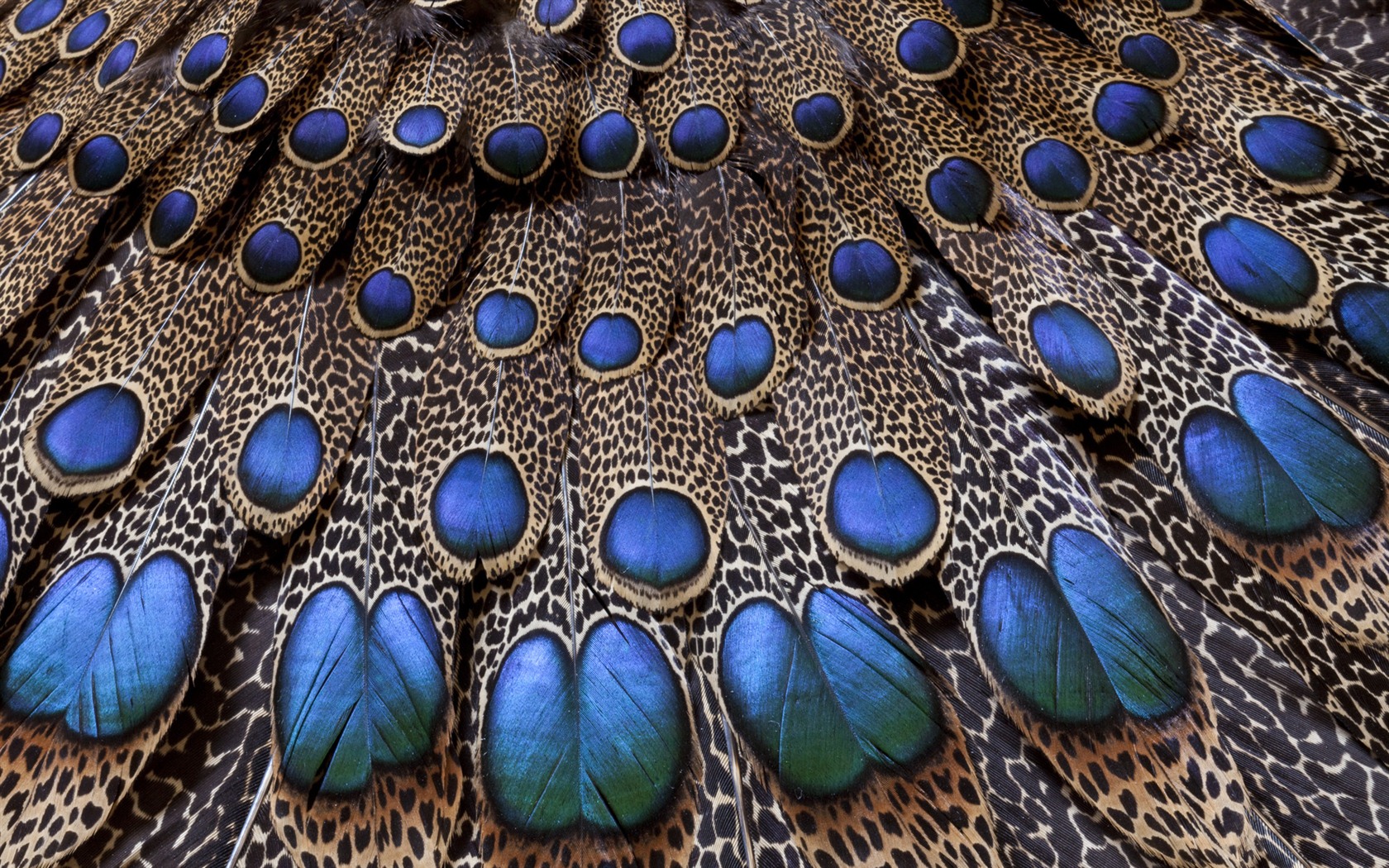 Windows 7 Wallpapers: Beautiful Birds #10 - 1680x1050