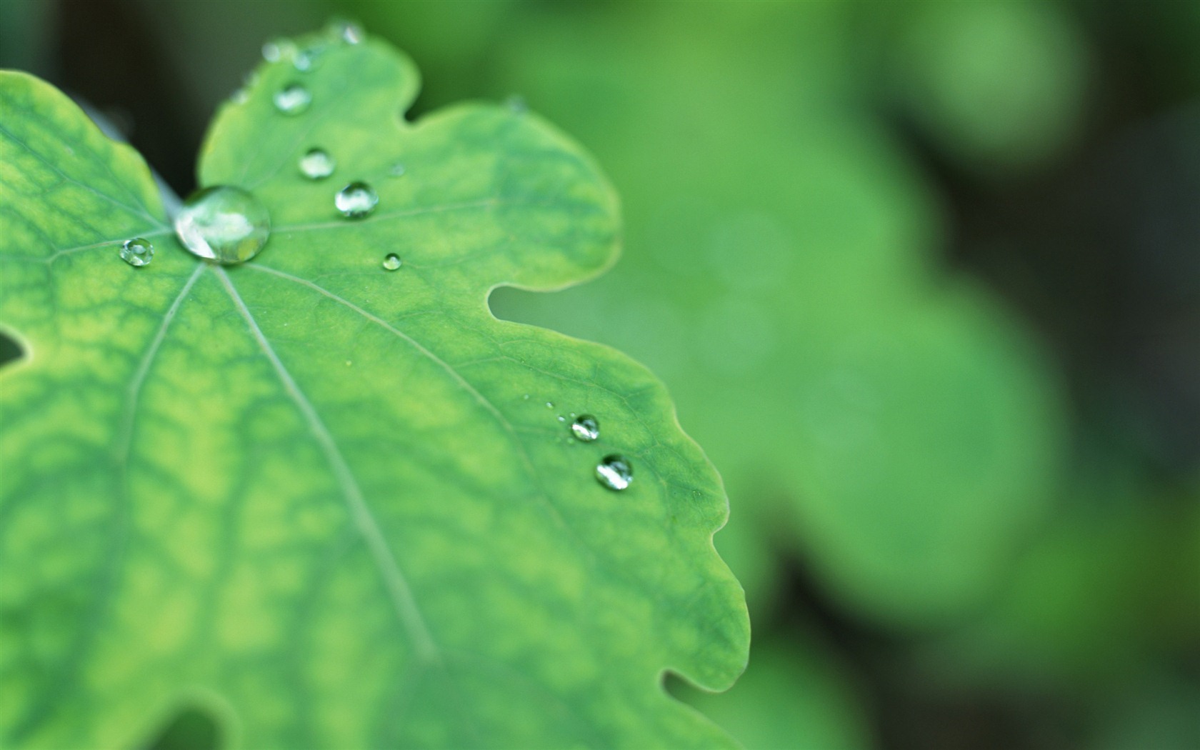 Hoja verde con las gotas de agua Fondos de alta definición #6 - 1680x1050