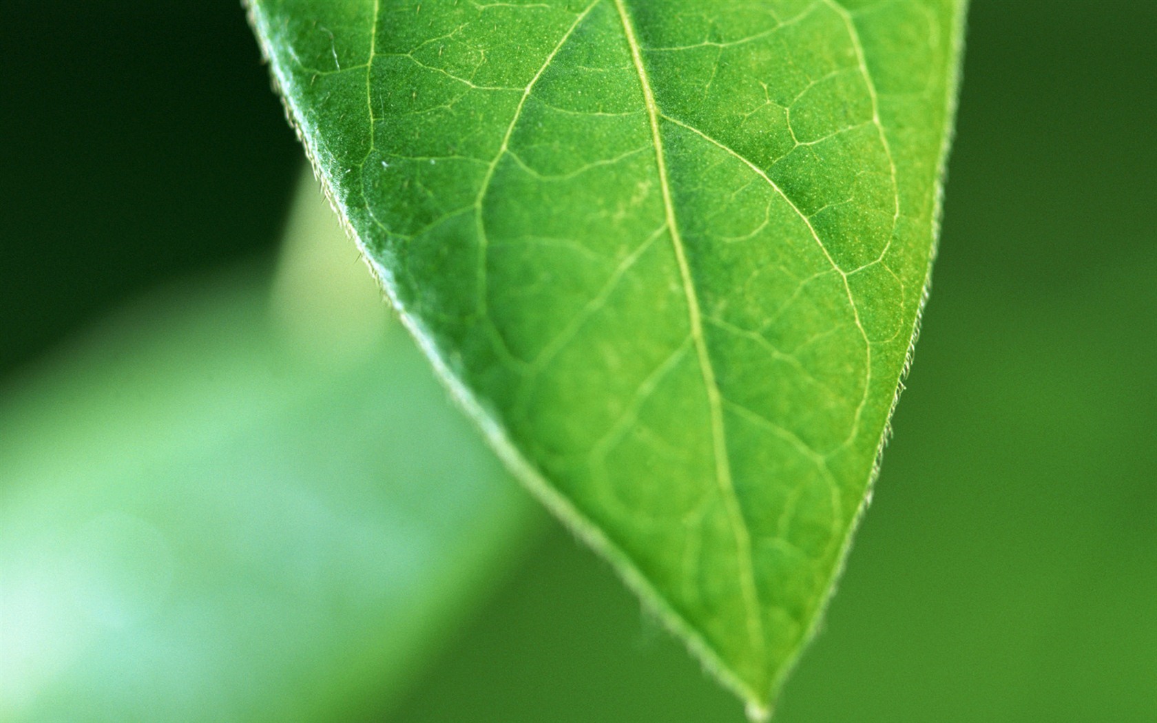 Green leaf with water droplets HD wallpapers #14 - 1680x1050