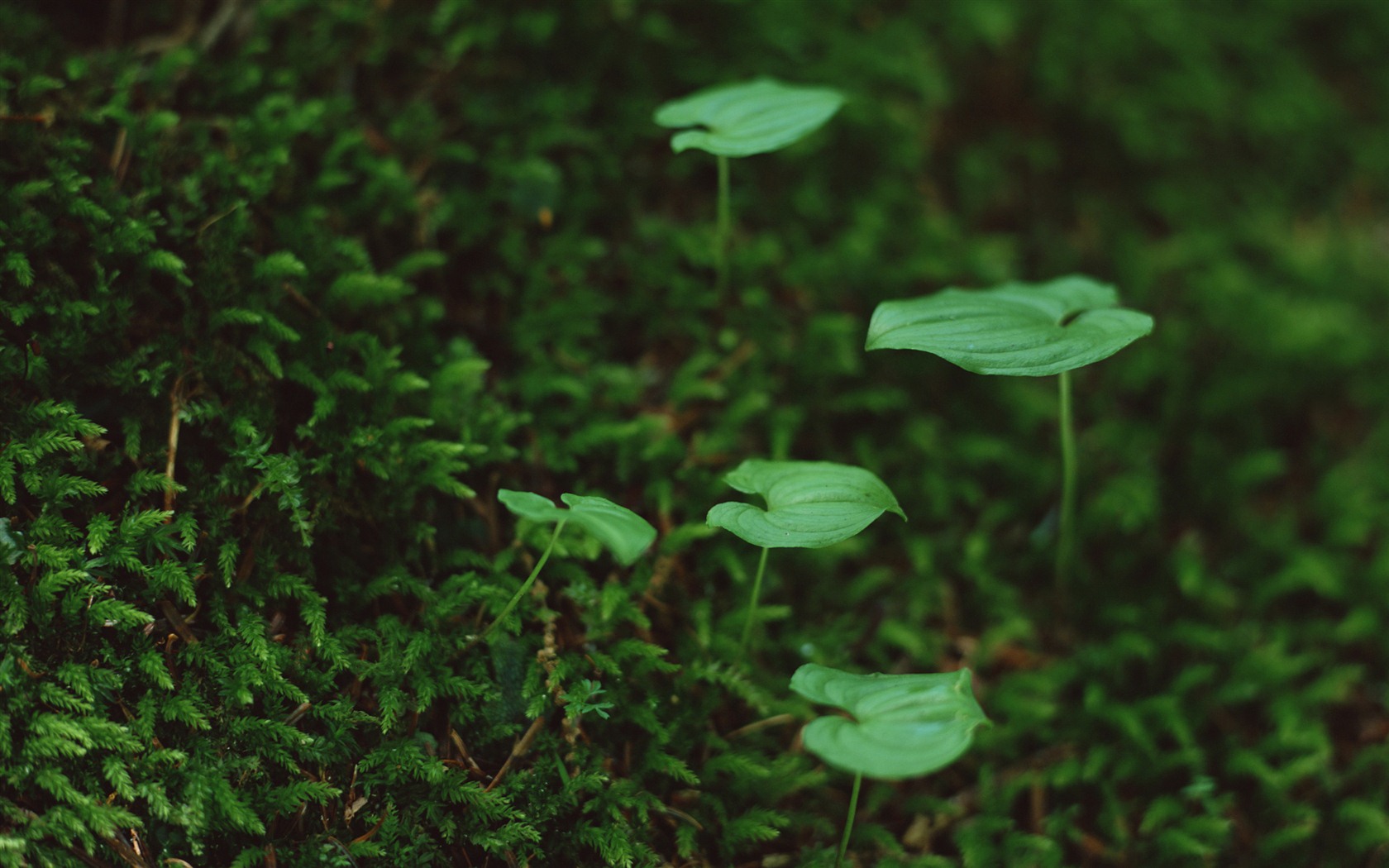 The fresh green shoots close-up wallpaper #15 - 1680x1050