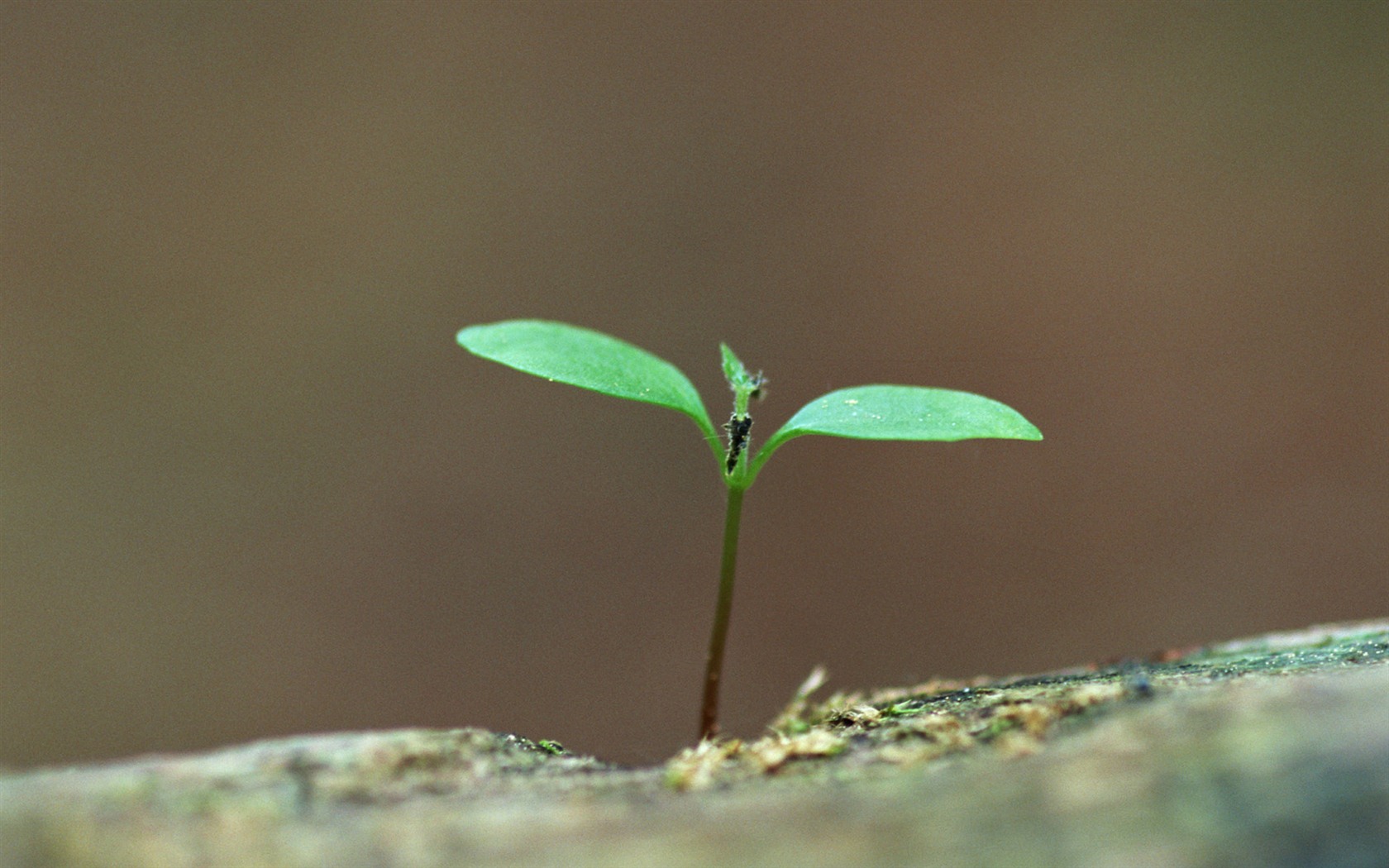 The fresh green shoots close-up wallpaper #19 - 1680x1050