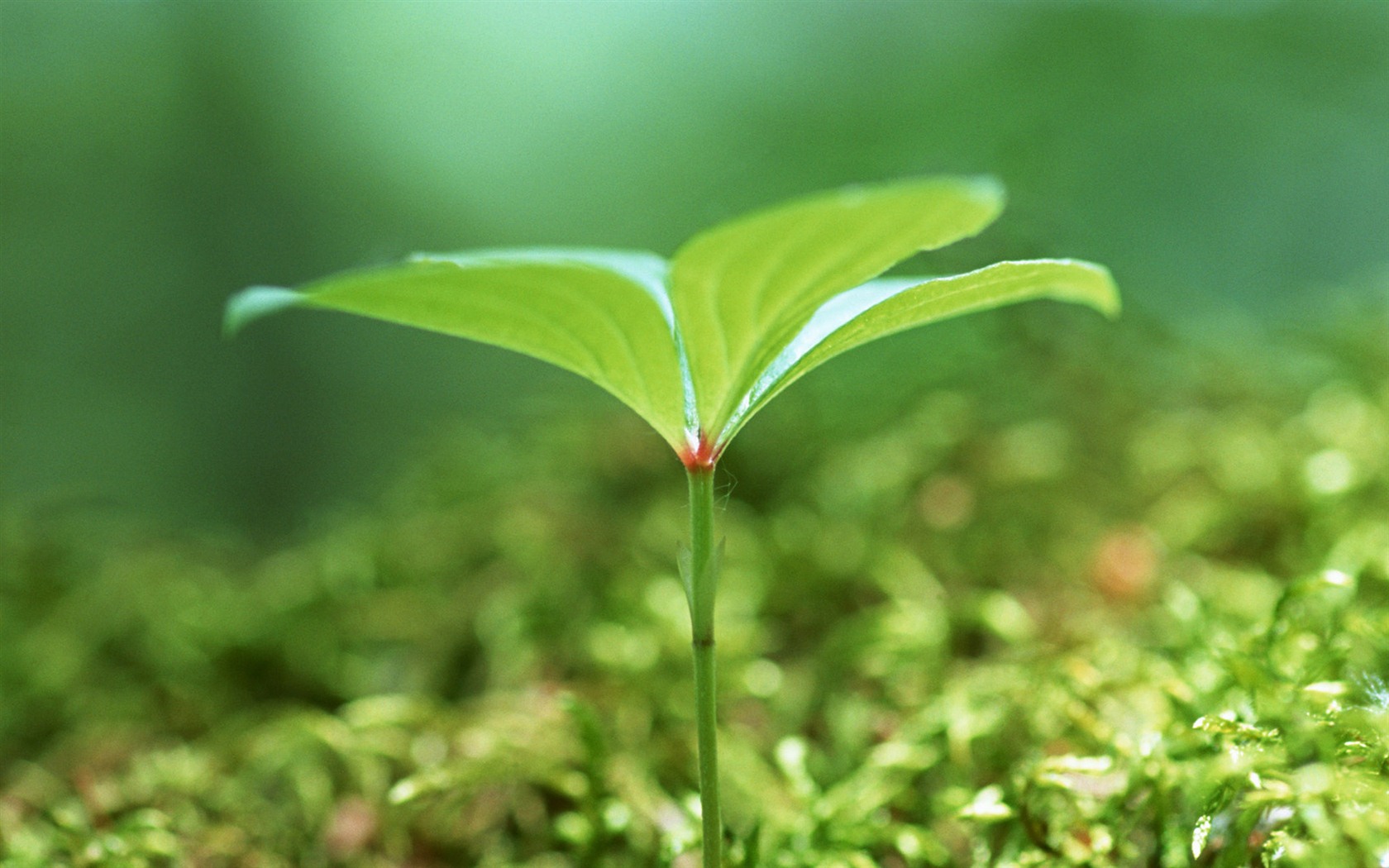 The fresh green shoots close-up wallpaper #21 - 1680x1050