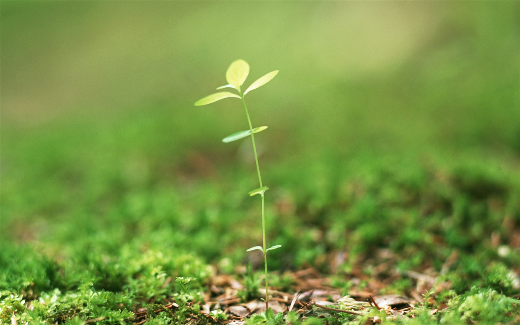 The fresh green shoots close-up wallpaper #23 - 1680x1050