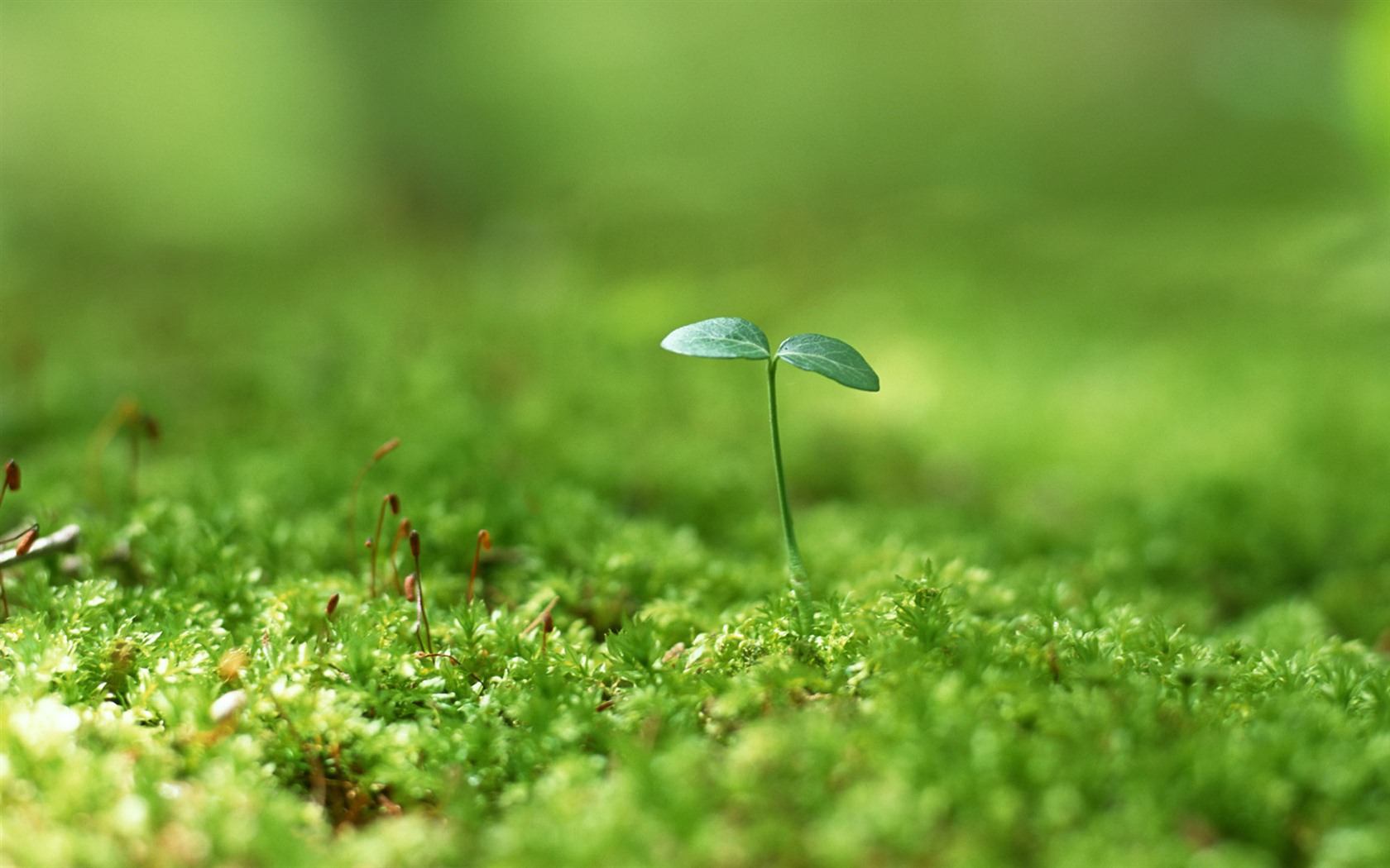 The fresh green shoots close-up wallpaper #26 - 1680x1050