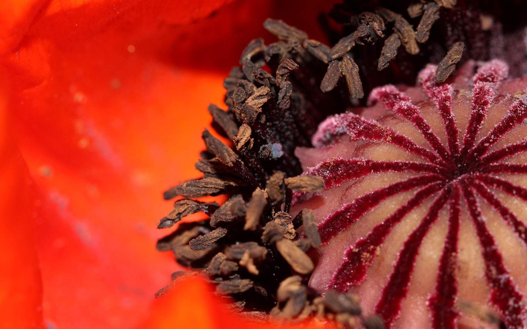 Windows 7 Wallpapers: Garden Macros #3 - 1680x1050