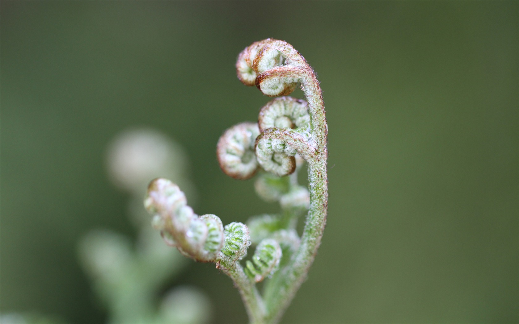 Windows 7 Wallpapers: Garden Macros #5 - 1680x1050