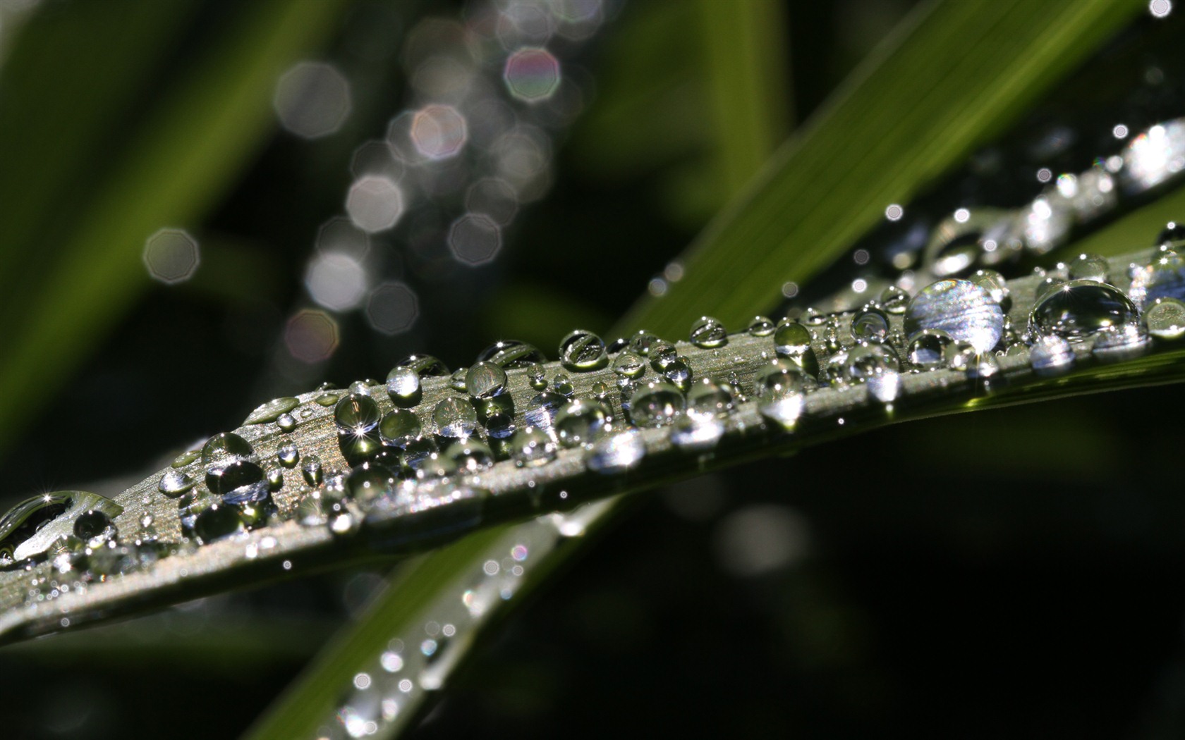 Windows 7 Wallpapers: Garden Macros #6 - 1680x1050