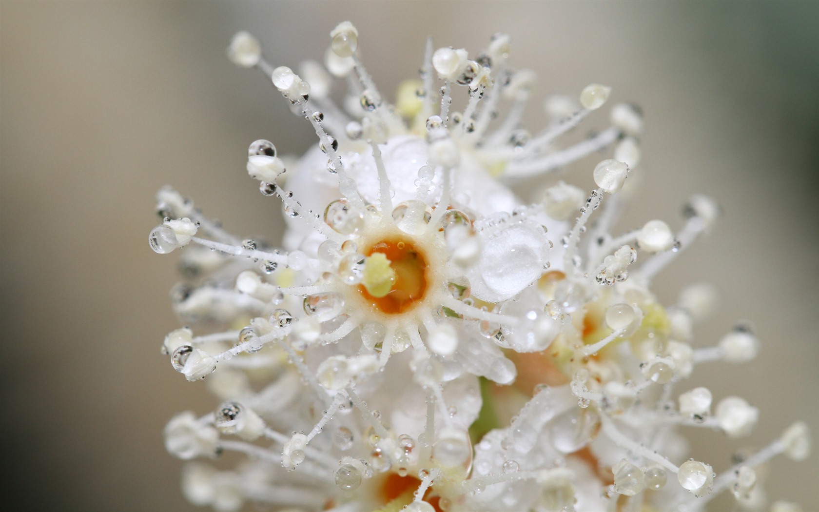 Windows 7 Wallpapers: Garden Macros #8 - 1680x1050
