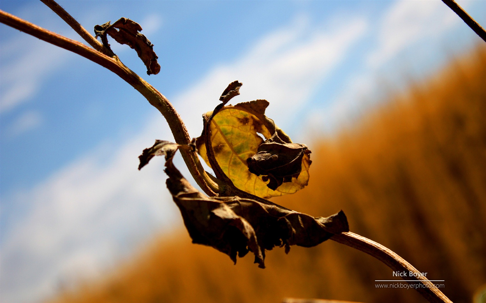 Windows 7: Zahradní Tapety Seasons #5 - 1680x1050