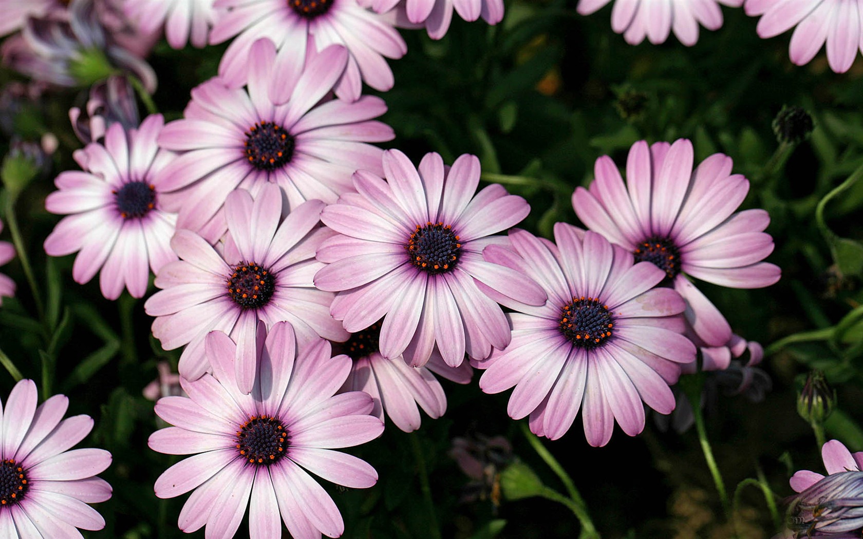 Hermosas flores de caléndula fondos de pantalla #7 - 1680x1050