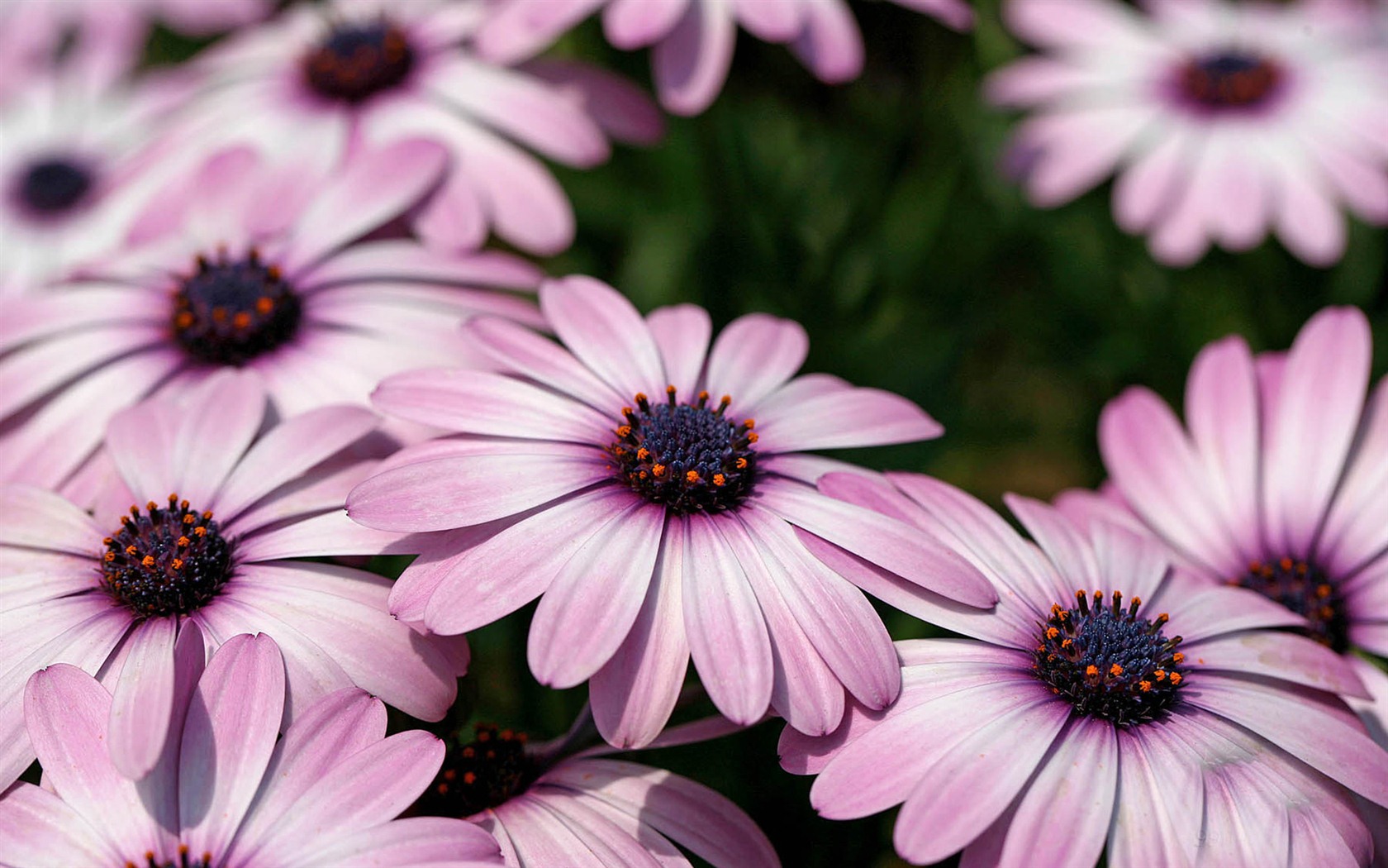 Hermosas flores de caléndula fondos de pantalla #14 - 1680x1050