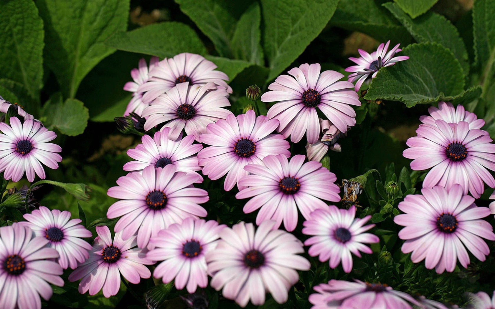 Krásné květiny měsíčku lékařského na plochu #17 - 1680x1050