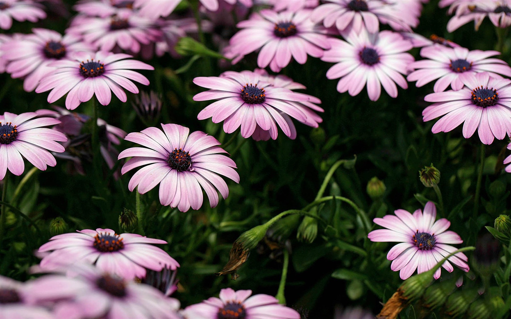 Hermosas flores de caléndula fondos de pantalla #22 - 1680x1050