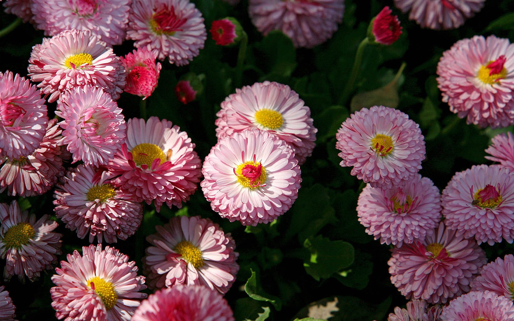 雏菊鲜花特写 高清壁纸16 - 1680x1050