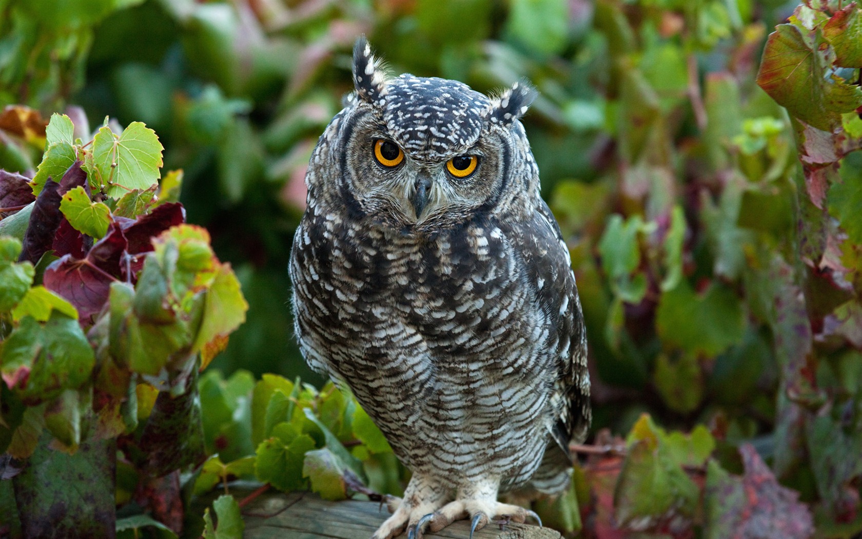Windows 7 Wallpapers: Predatory Birds #10 - 1680x1050