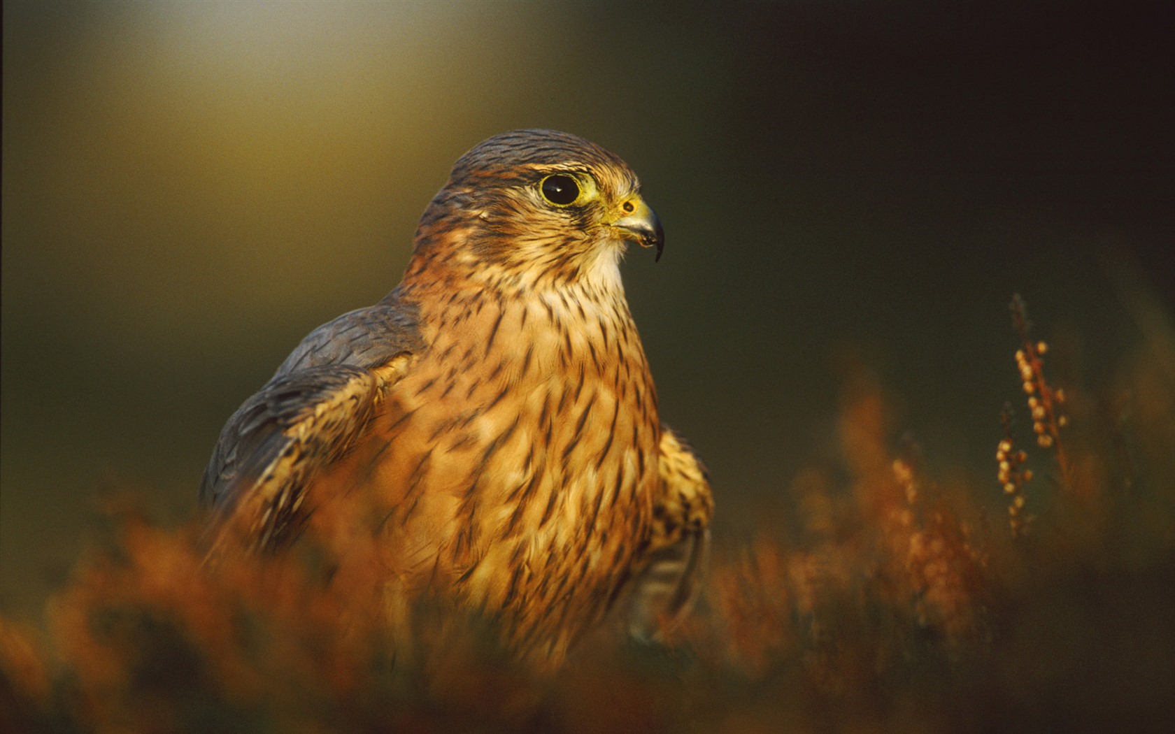 Windows 7 Wallpapers: Oiseaux prédateurs #15 - 1680x1050