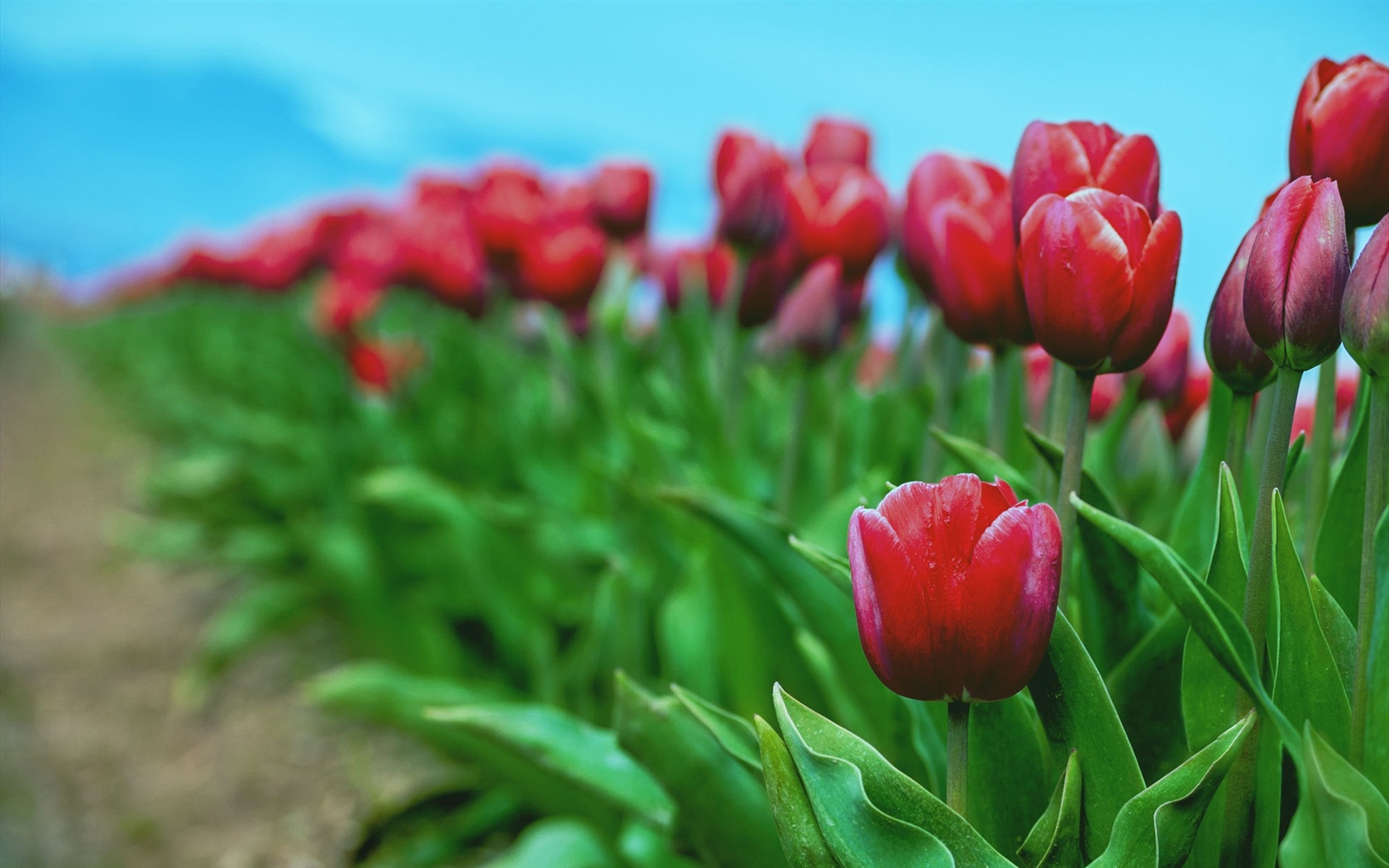 Windows 8 RP版 官方高清壁紙 #4 - 1680x1050