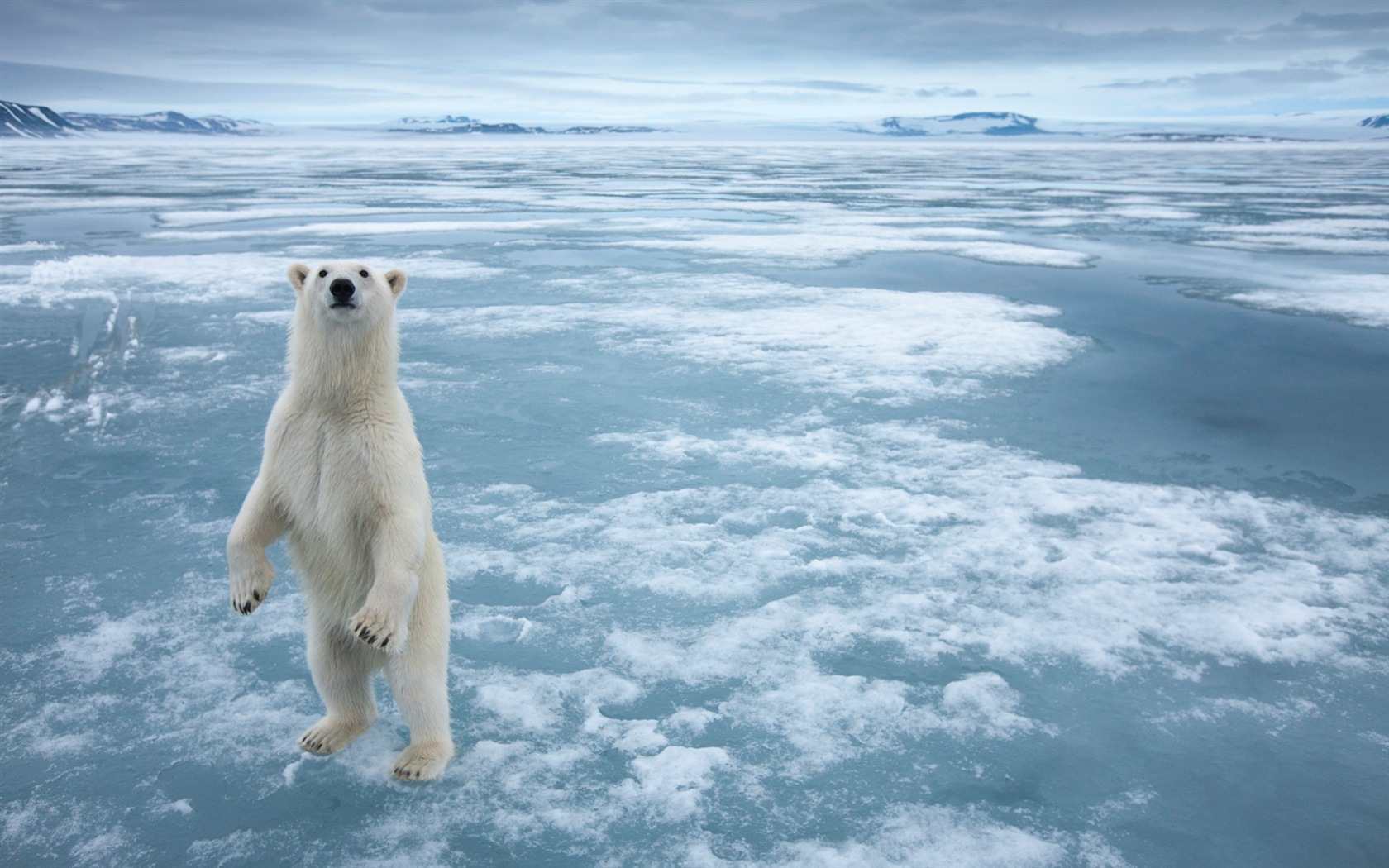 Windows 8 Wallpapers: Arctic, the nature ecological landscape, arctic animals #6 - 1680x1050