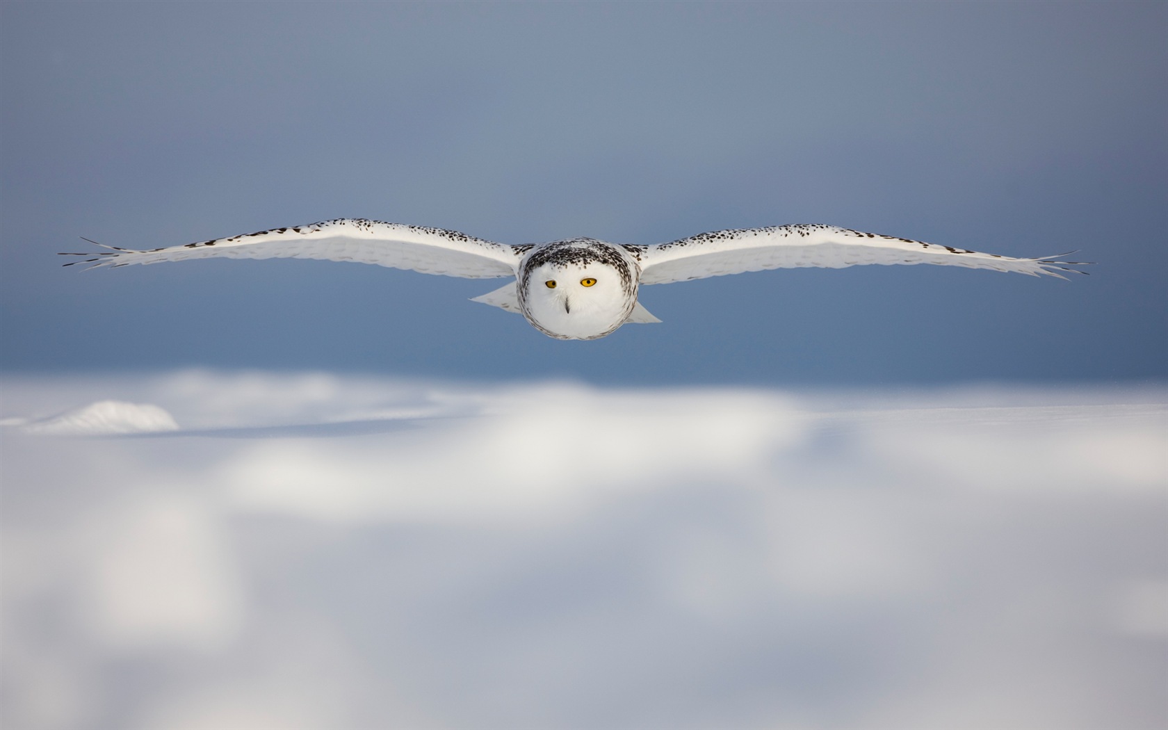 Fonds d'écran Windows 8: l'Arctique, le paysage de nature écologique, animaux arctiques #12 - 1680x1050