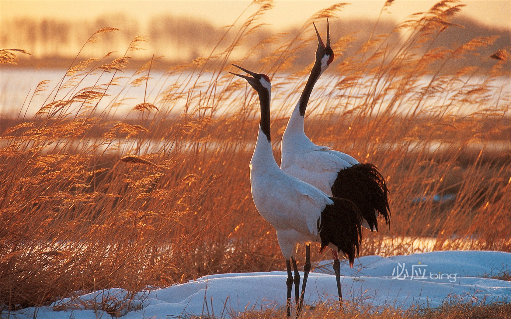 Bing selection best HD wallpapers: China theme wallpaper (2) #6 - 1680x1050