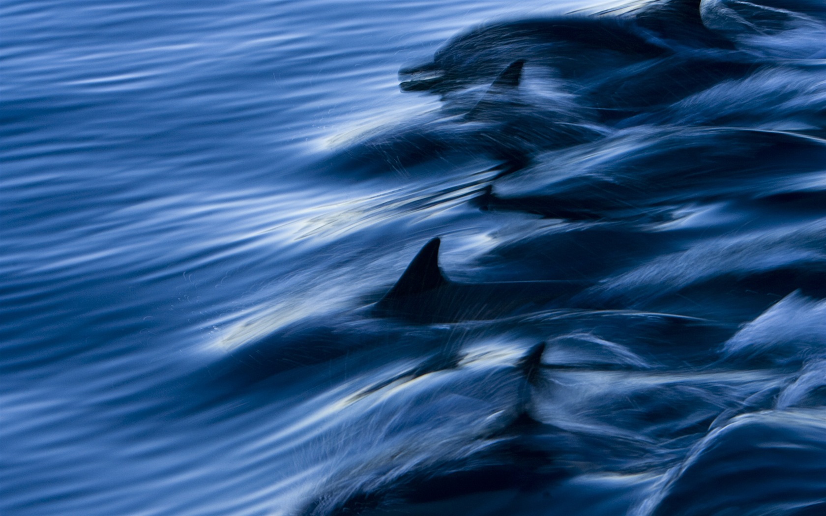 Windows 8 主題壁紙：優雅的海豚 #3 - 1680x1050