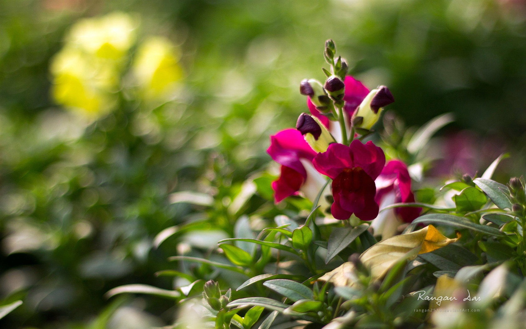 Windows 8 花鳥蝴蝶高清壁紙 #4 - 1680x1050