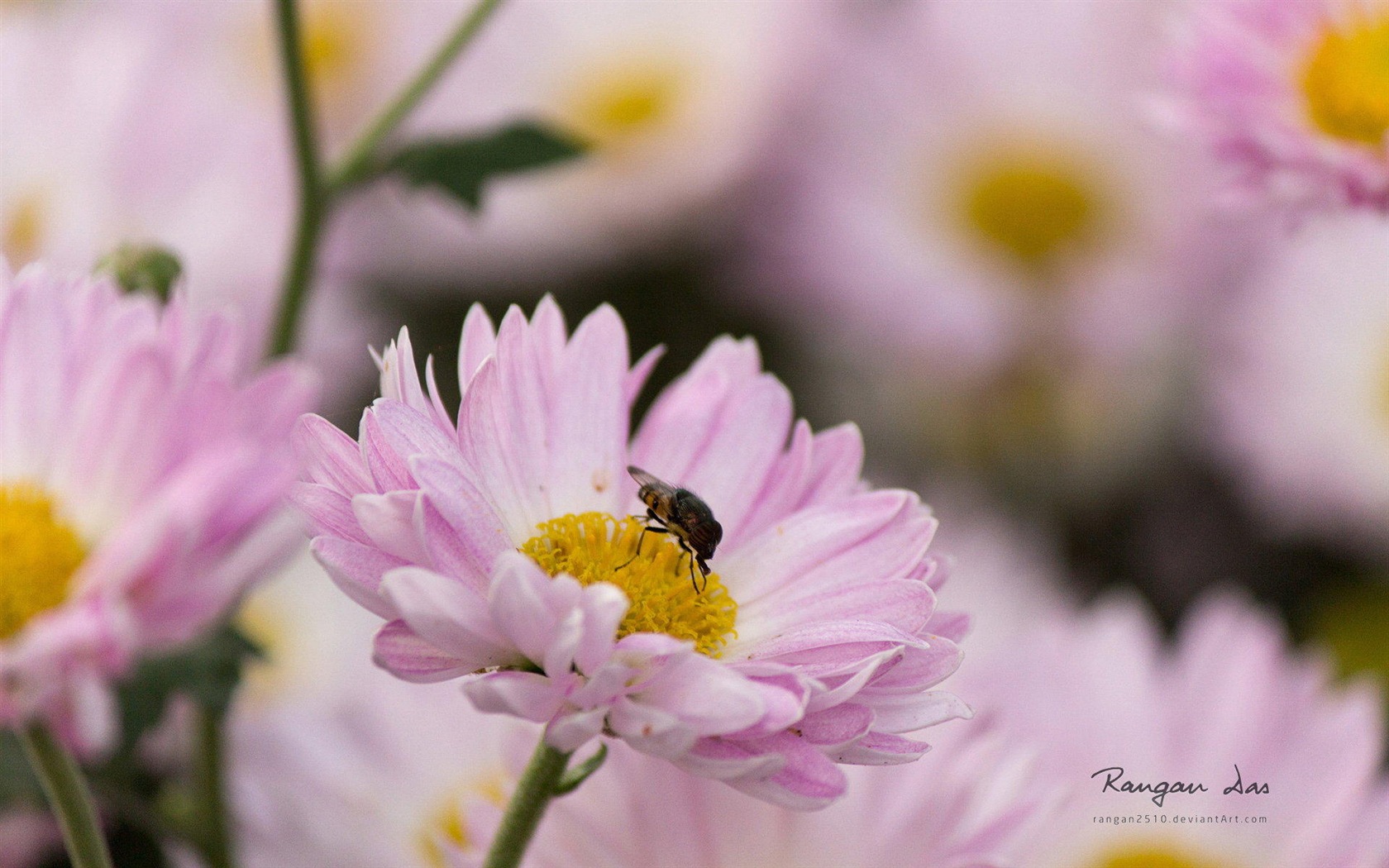 Windows 8 花鳥蝴蝶高清壁紙 #5 - 1680x1050