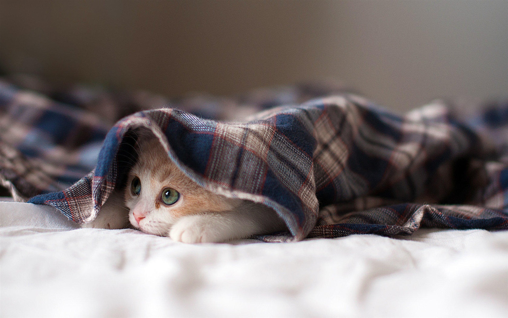 Fun funny cat HD wallpapers #3 - 1680x1050