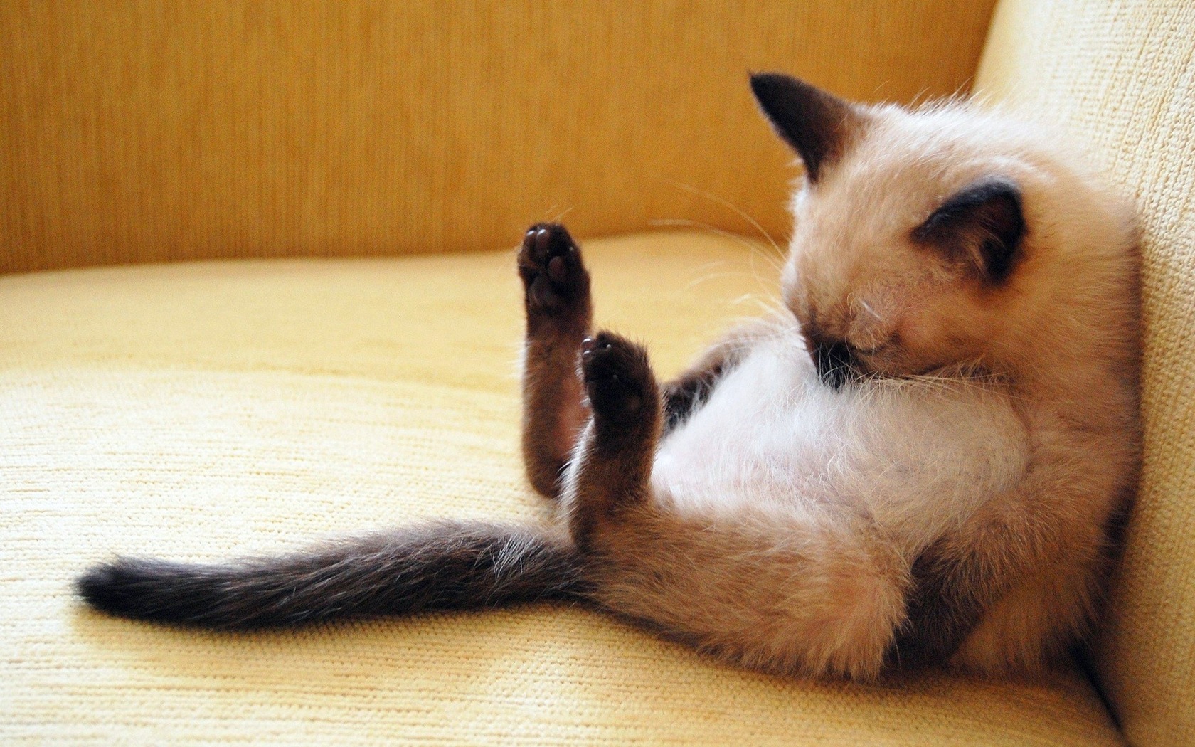 Fun funny cat HD wallpapers #10 - 1680x1050