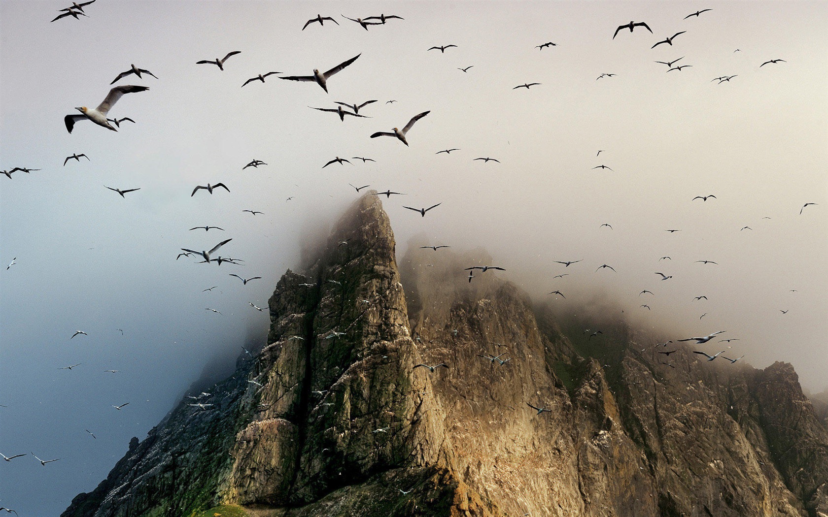 Sea bird seagull HD wallpapers #12 - 1680x1050
