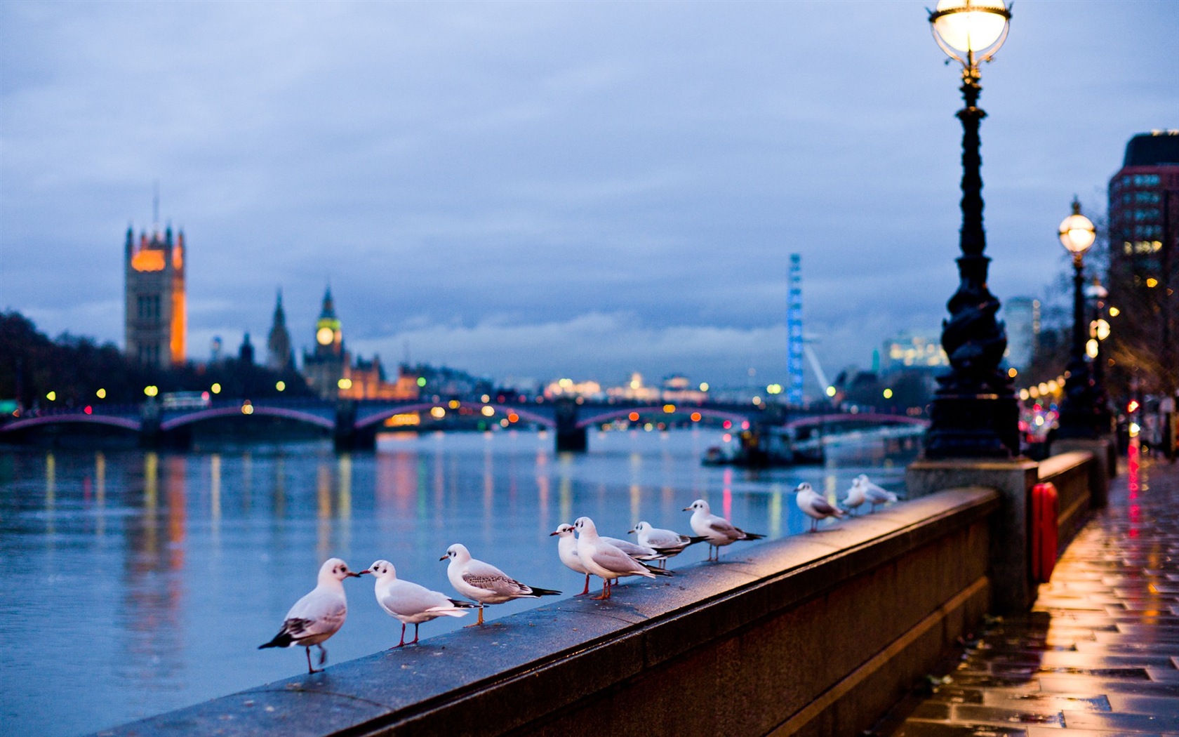 Sea bird seagull HD wallpapers #15 - 1680x1050