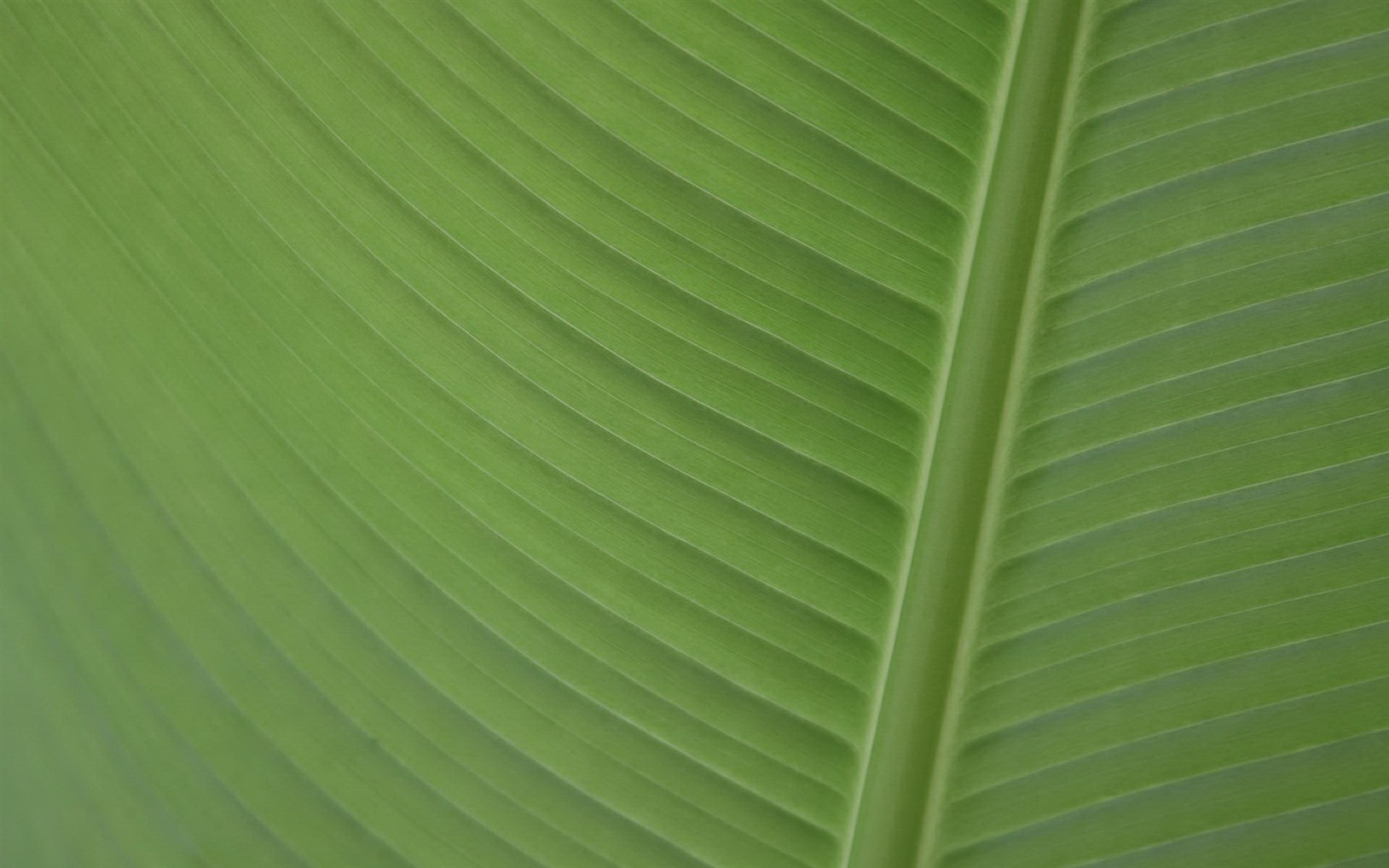 Linux Mint 15 Olivia HD wallpapers #12 - 1680x1050