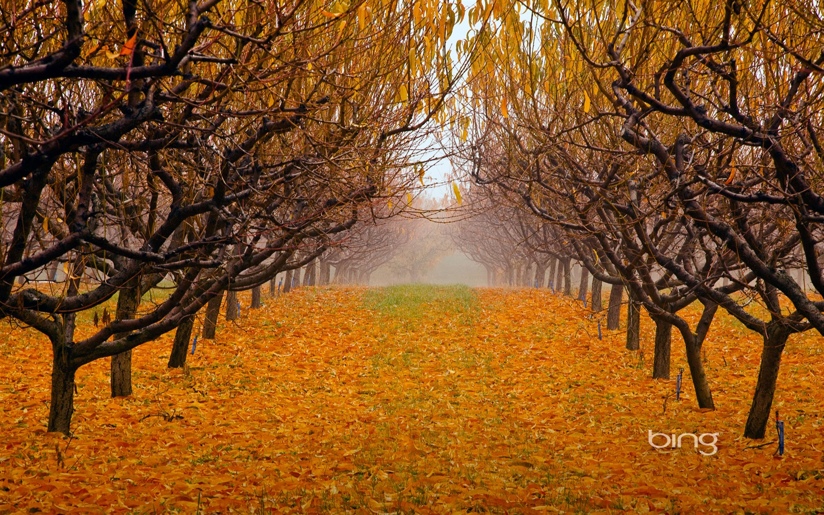 2013 Bing podzimní krajiny, zvířata, tapety HD městské #28 - 1680x1050