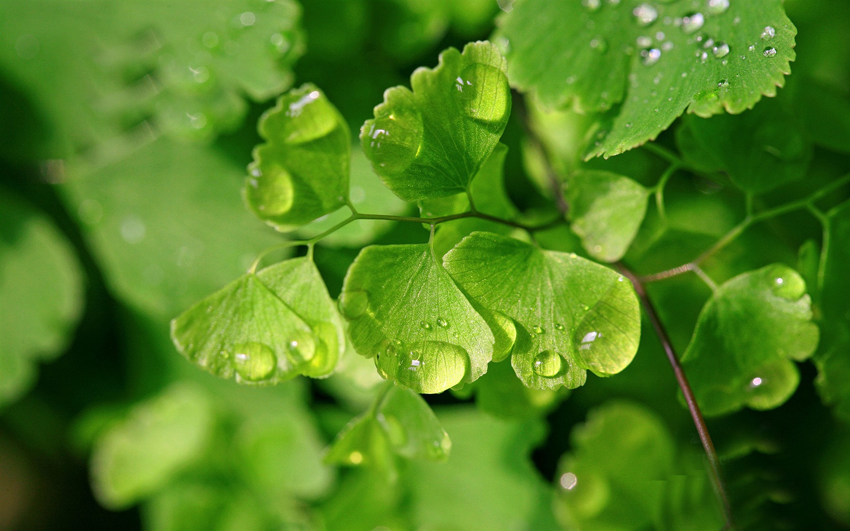 Adiantum verde plantas HD wallpapers #14 - 1680x1050