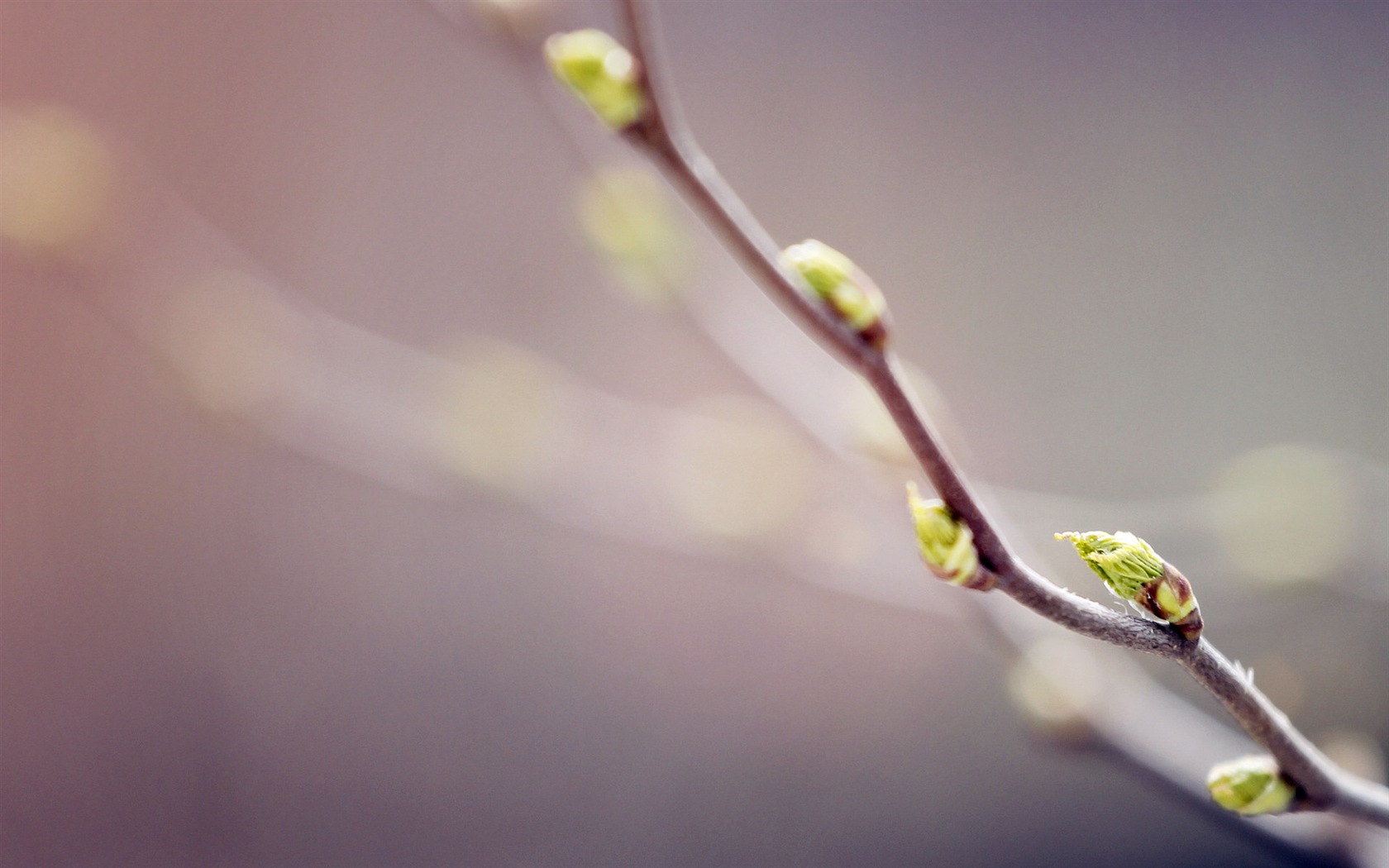 Primavera brotes en los árboles wallpapers HD #9 - 1680x1050