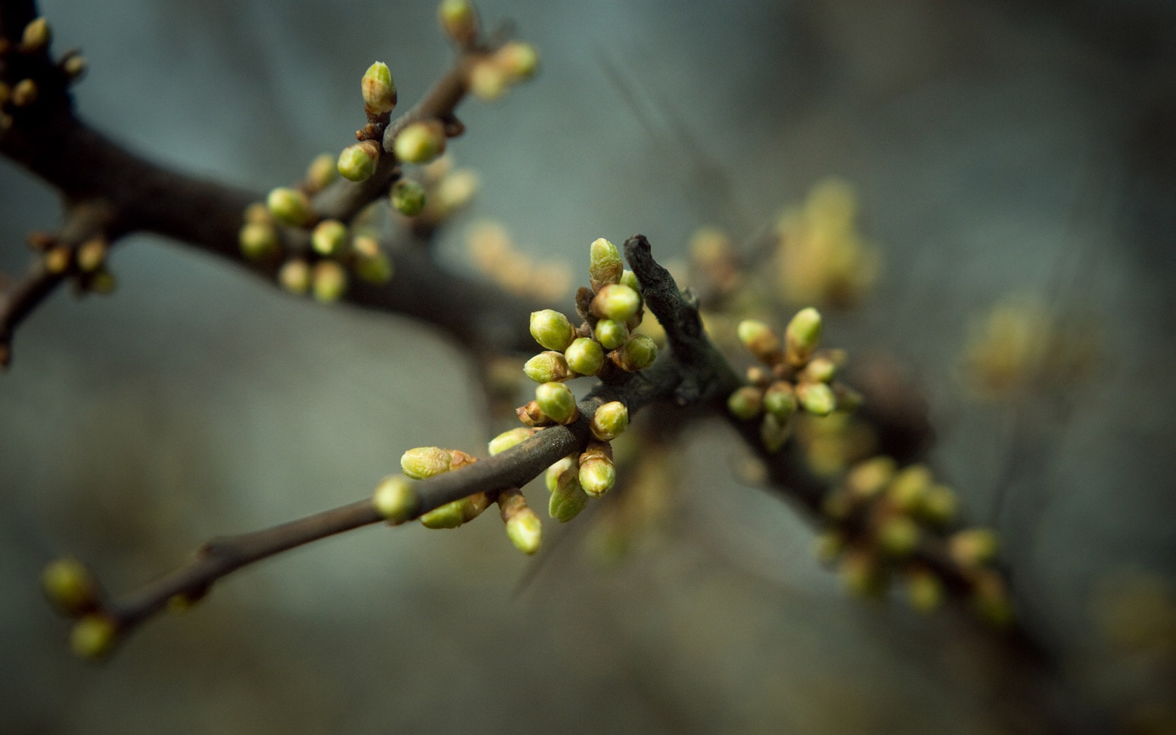 Primavera brotes en los árboles wallpapers HD #15 - 1680x1050