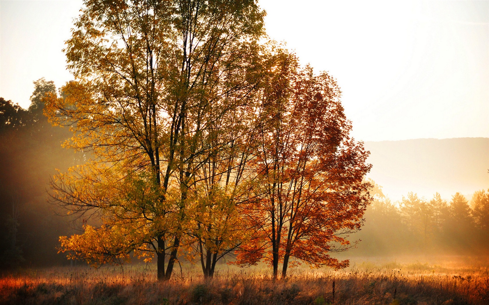 Automne feuilles rouges des arbres d'écran HD forêt #7 - 1680x1050