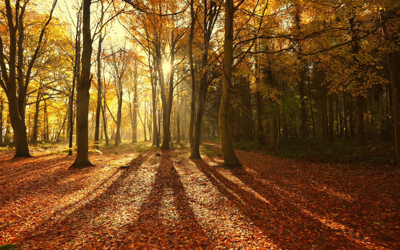 Herbst rote Blätter Waldbäumen HD Wallpaper #8 - 1680x1050