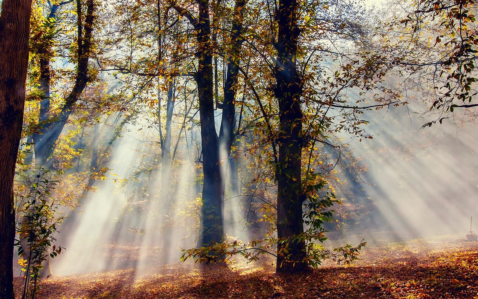 Autumn red leaves forest trees HD wallpaper #9 - 1680x1050