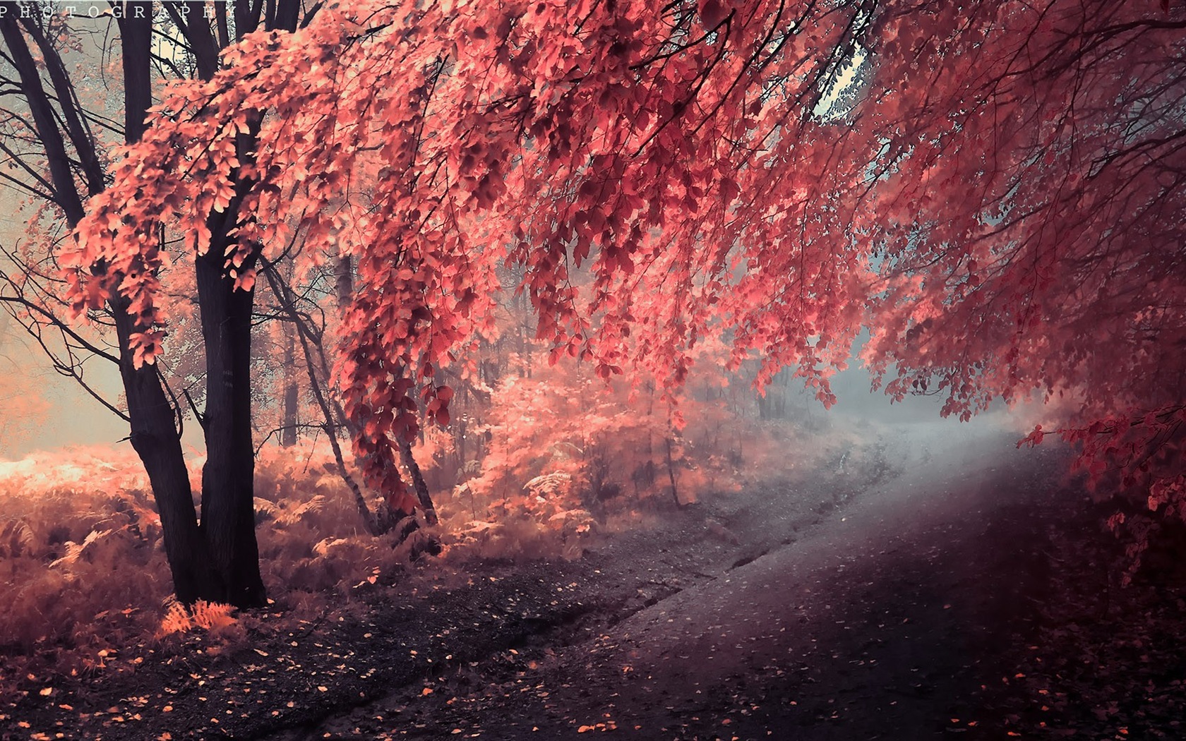 Automne feuilles rouges des arbres d'écran HD forêt #13 - 1680x1050