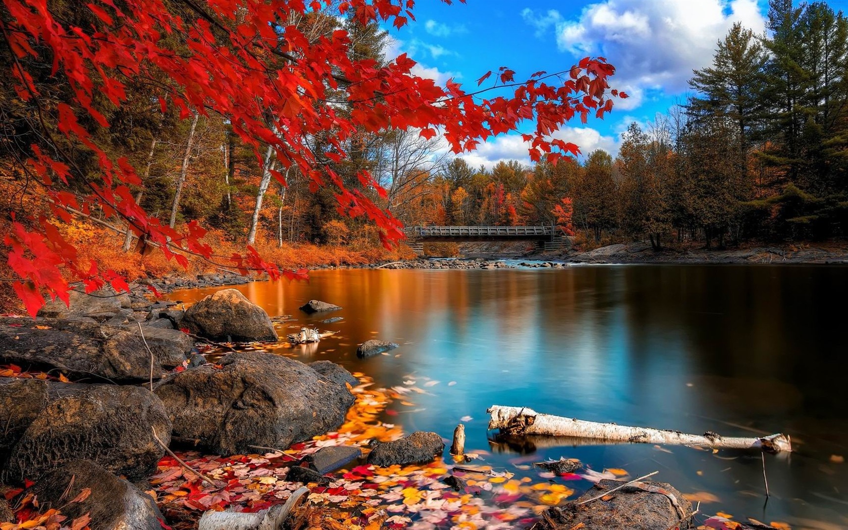 Windows 8.1 Theme HD wallpapers: beautiful autumn leaves #13 - 1680x1050