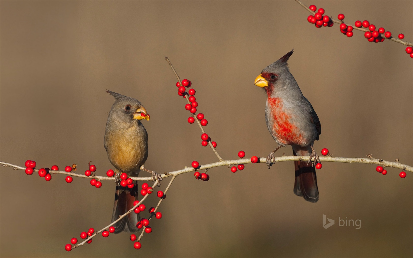 微软bing 11月份精美高清壁纸17 - 1680x1050