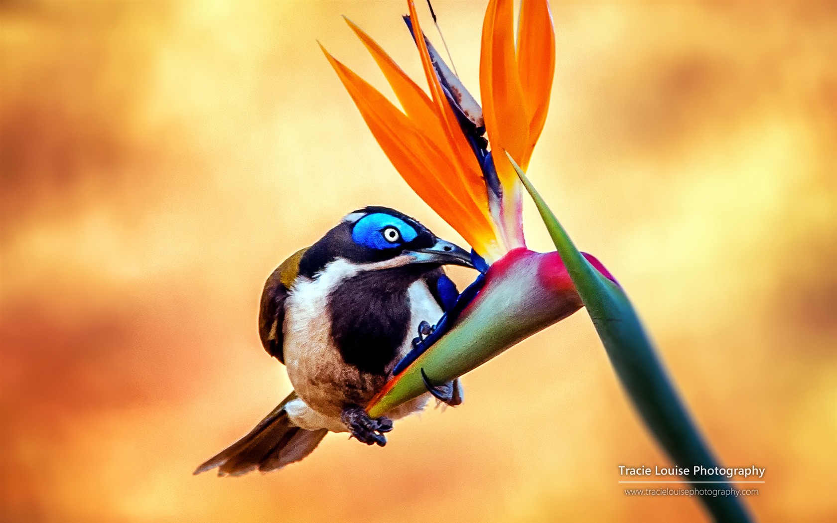 カラフルな鳥、Windowsの8テーマの壁紙 #2 - 1680x1050