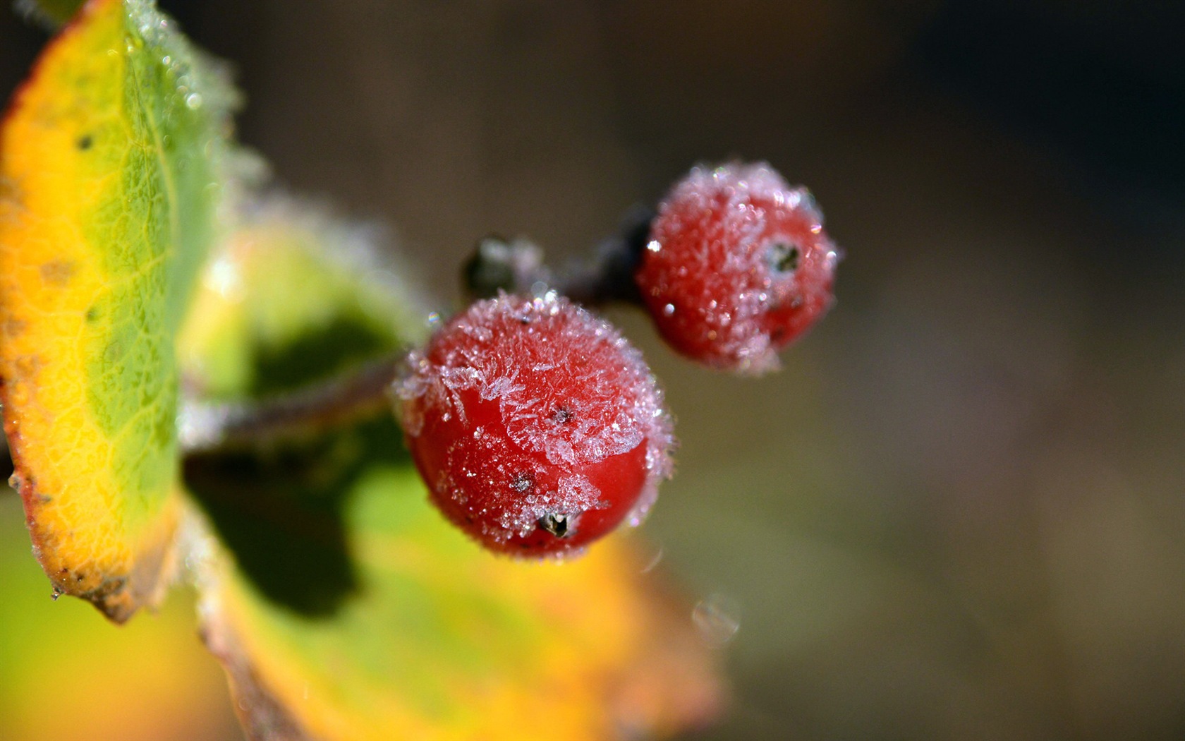 겨울 딸기, 서리 눈의 HD 배경 화면 #15 - 1680x1050