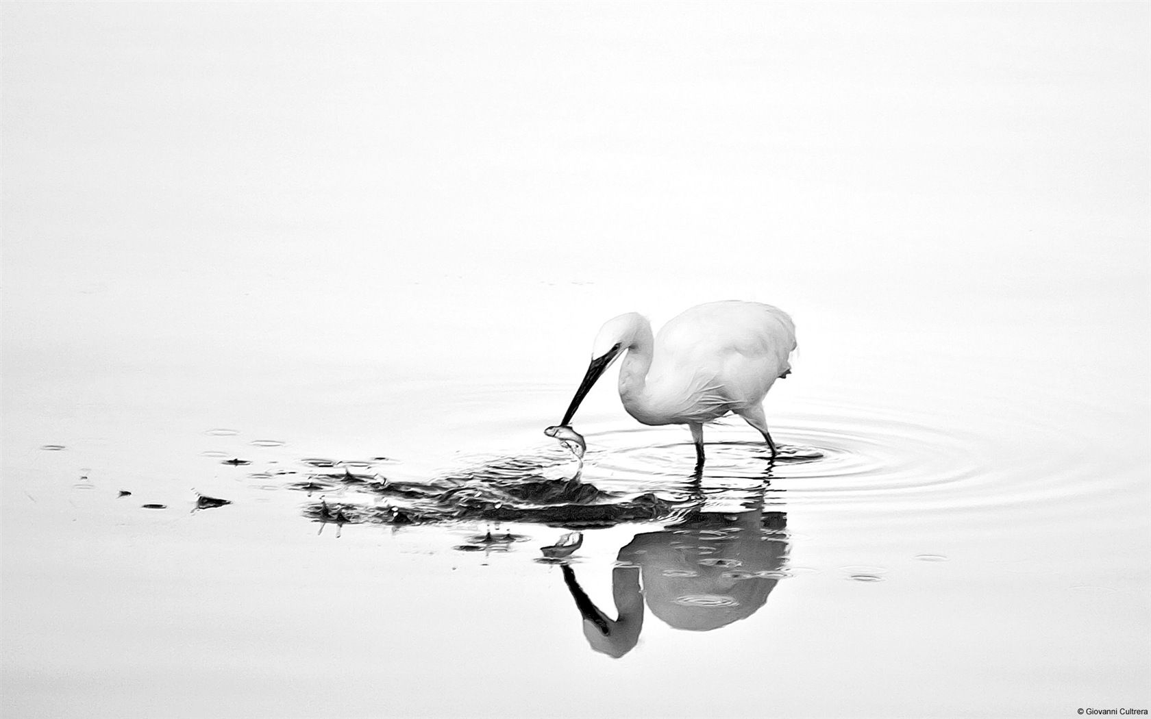 Colorful variety of animals, Windows 8 theme wallpapers #7 - 1680x1050