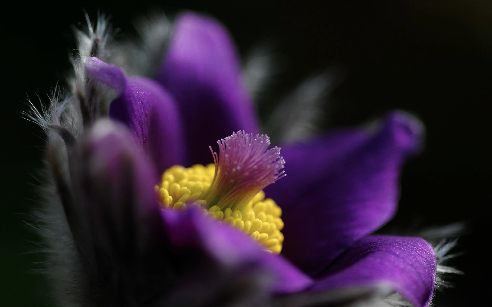 Des fleurs fraîches et de papier peint herbe HD #2 - 1680x1050