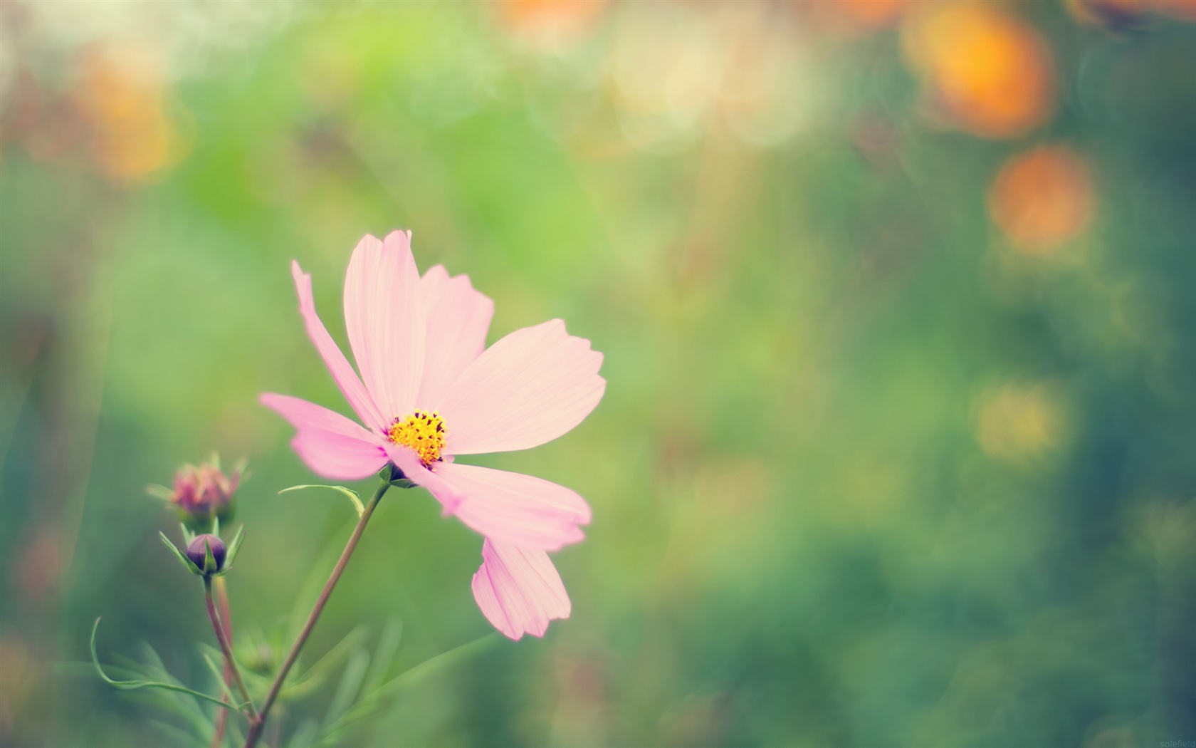 Des fleurs fraîches et de papier peint herbe HD #3 - 1680x1050